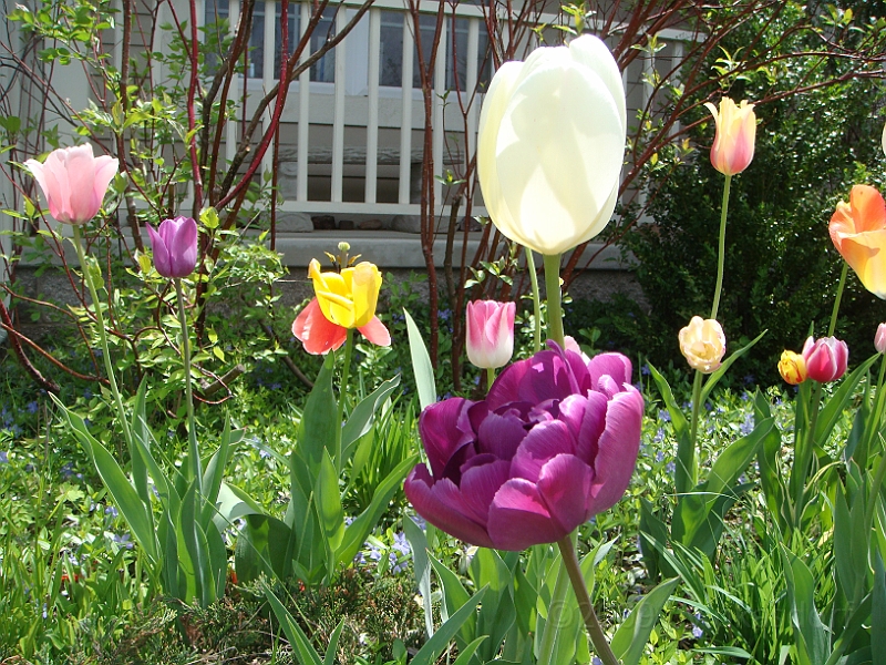 51 Nancy's Garden [2009 May 10].JPG - Nancy's Garden.